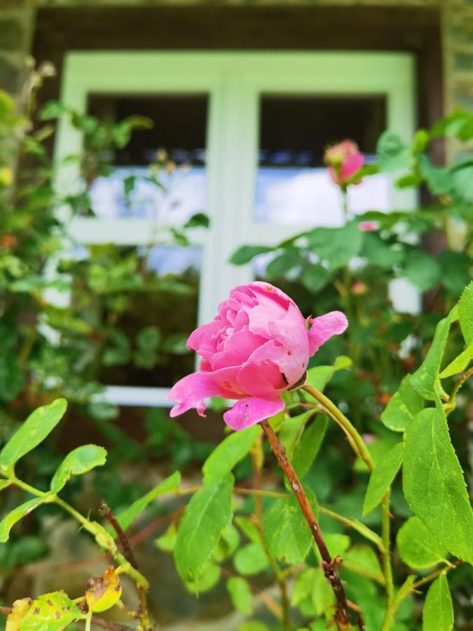 Ferienhaus Eifelrose 심머라스 외부 사진